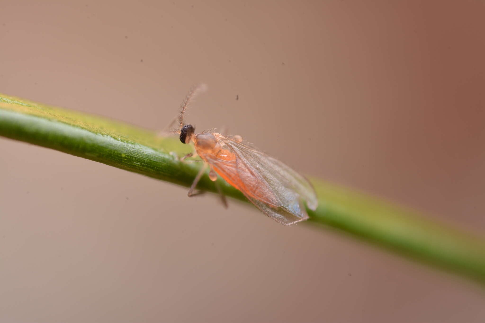 Image of Contarinia pseudotsugae Condrashoff 1961