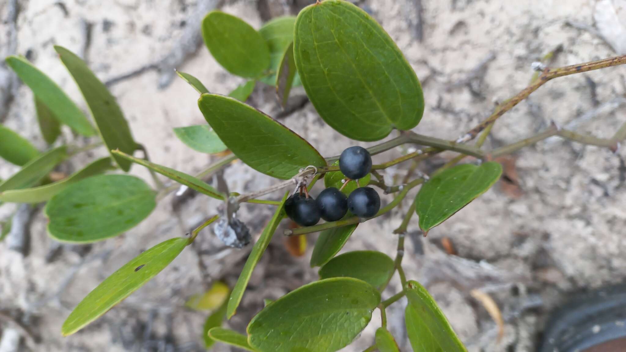 Image of Smilax rufescens Griseb.