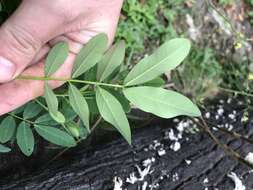 Image of Senna acclinis (F. Muell.) Randell