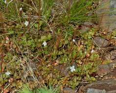 Image of Epilobium brunnescens (Cockayne) Raven & Engelhorn