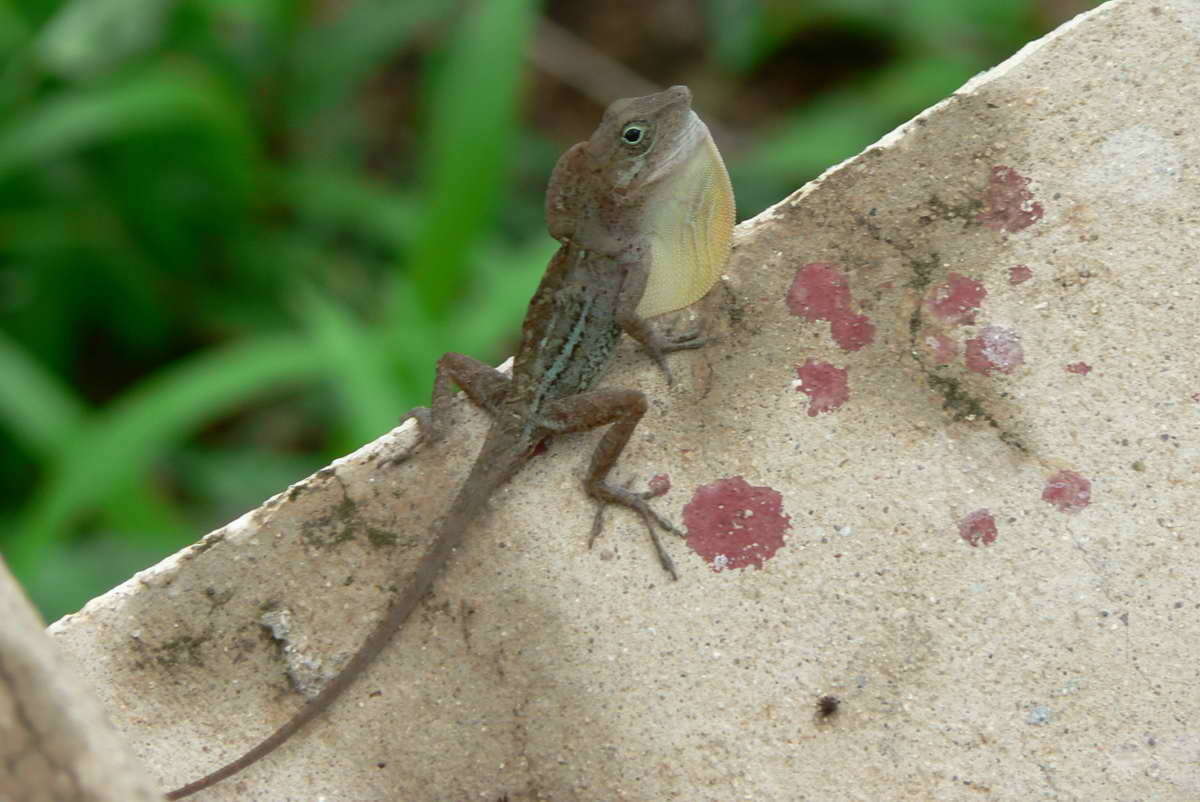 Image of Cordillera Oriental Stout Anole