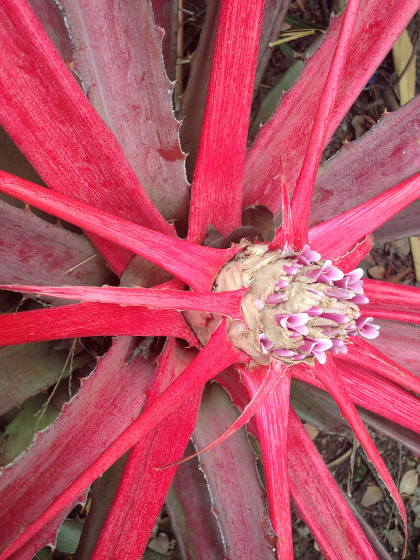 Image of Bromelia karatas L.