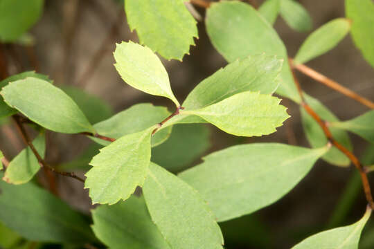 Слика од Spiraea decumbens Koch