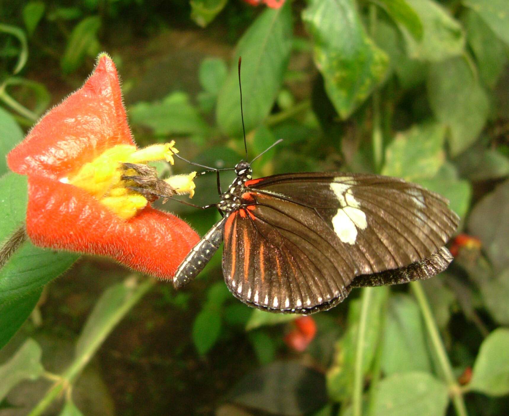 Image of Heliconius doris Linnaeus 1771