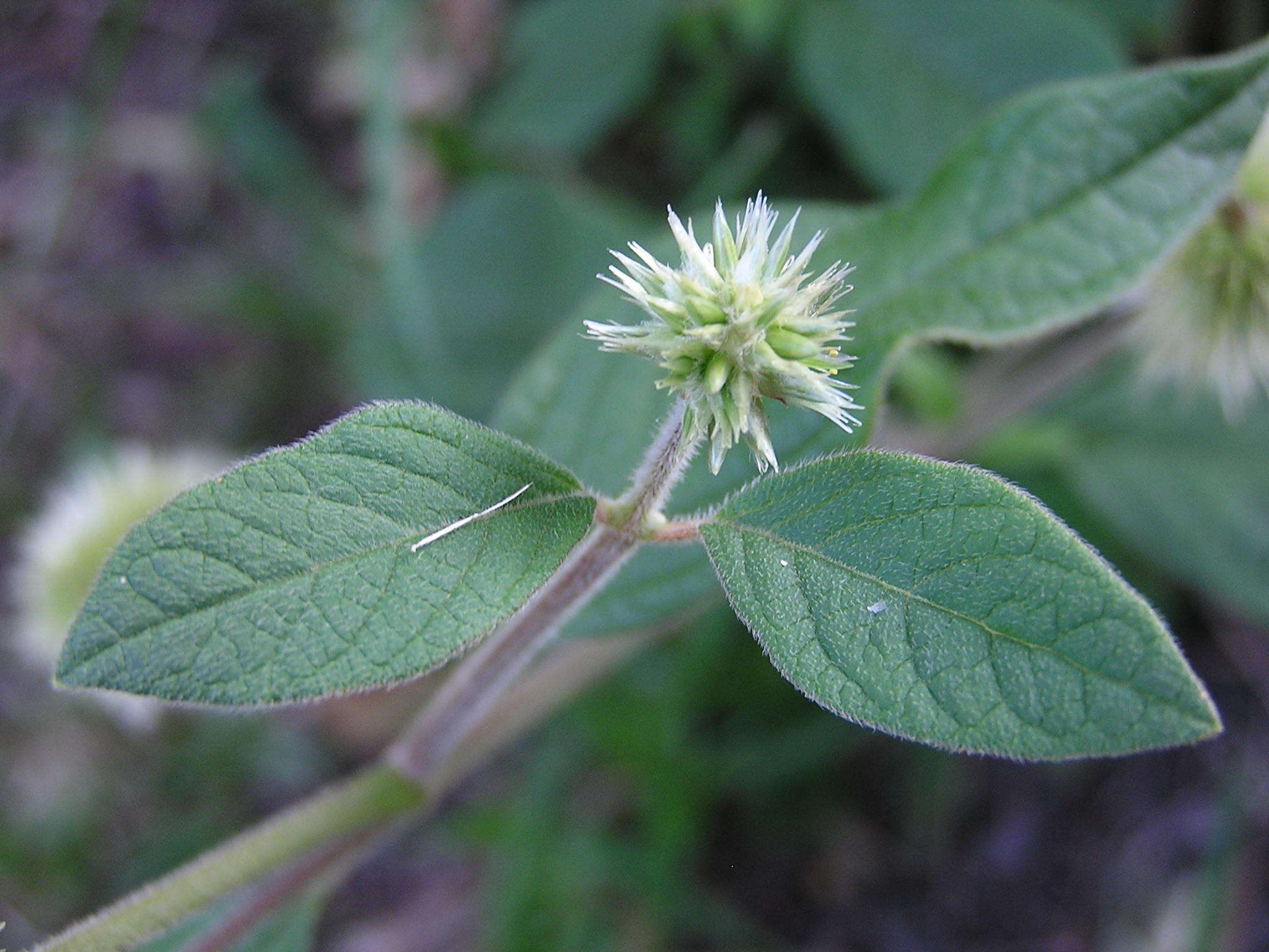 Image of Cyathula uncinulata (Schrad.) Schinz