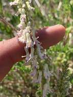 Imagem de Astragalus bisulcatus var. major (M. E. Jones) S. L. Welsh