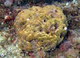 Image of stinker sponge