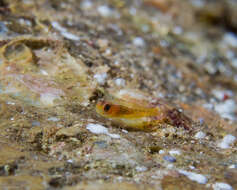 Image of Cave dwarfgoby