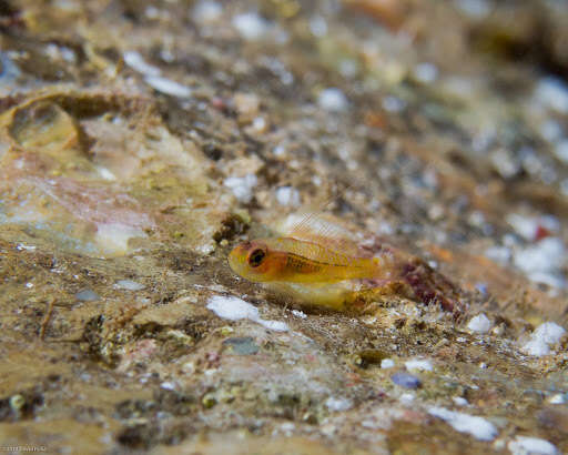 Image of Cave dwarfgoby