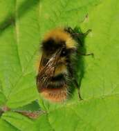 Image of Early bumblebee