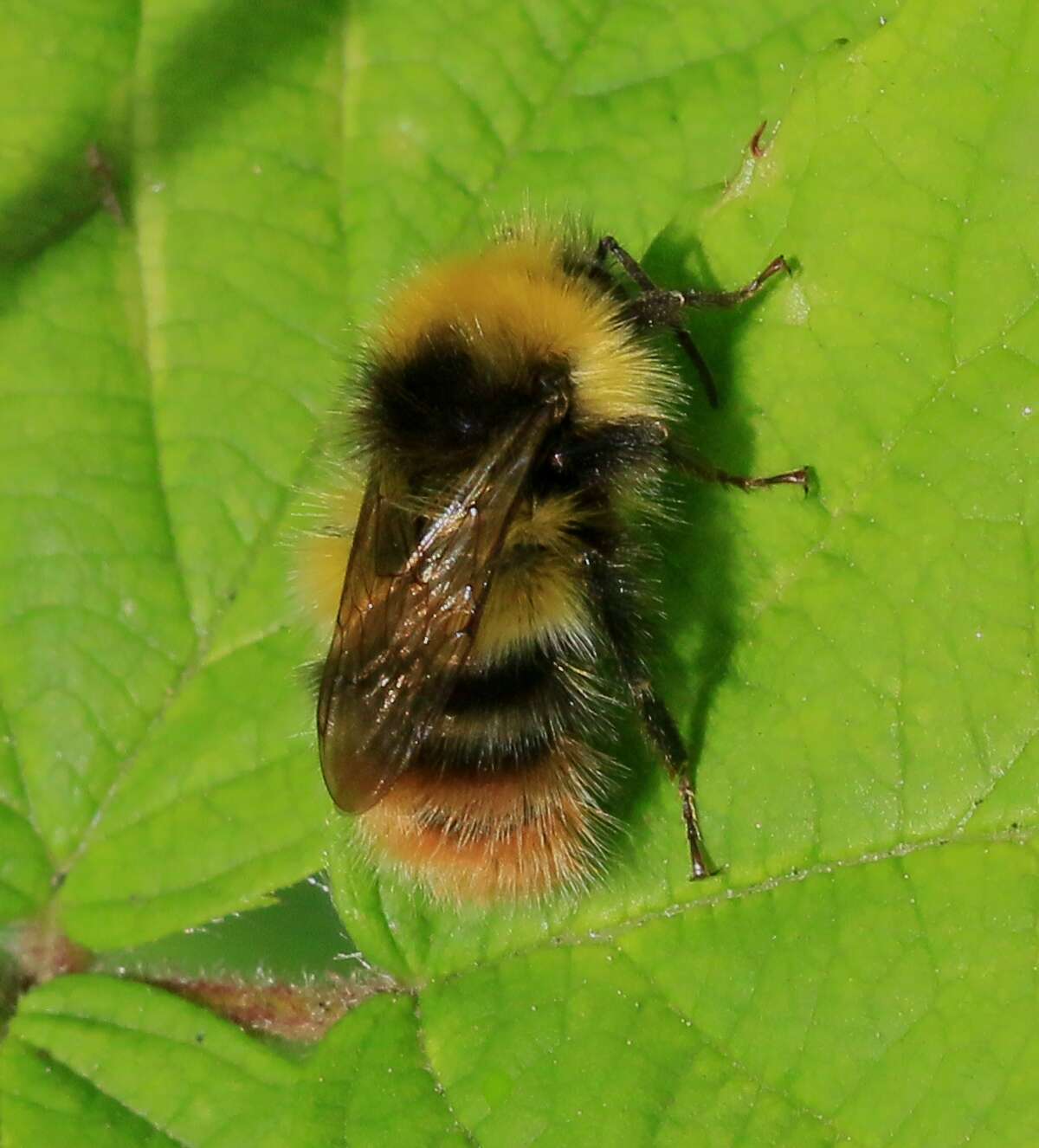 Image of Early bumblebee