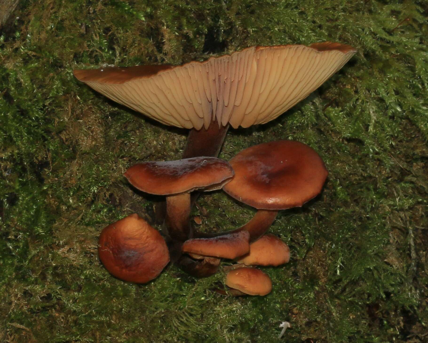 Plancia ëd Flammulina velutipes (Curtis) Singer 1951