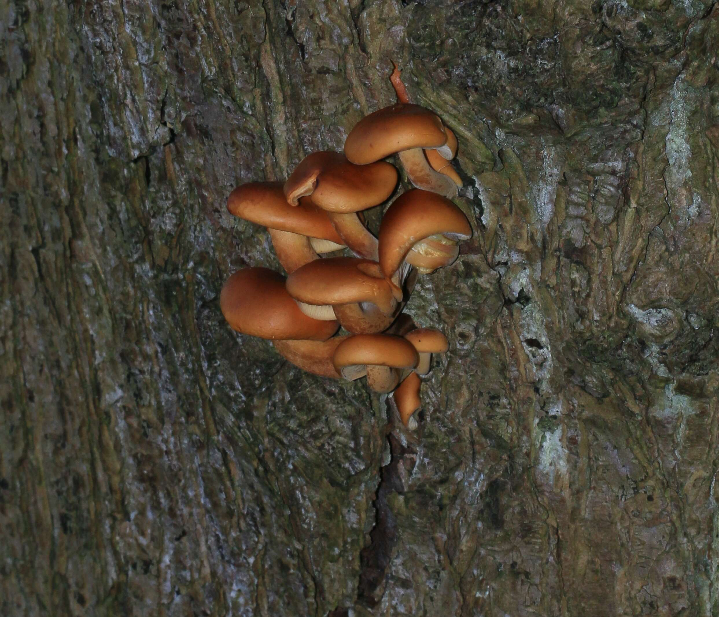 Plancia ëd Flammulina velutipes (Curtis) Singer 1951