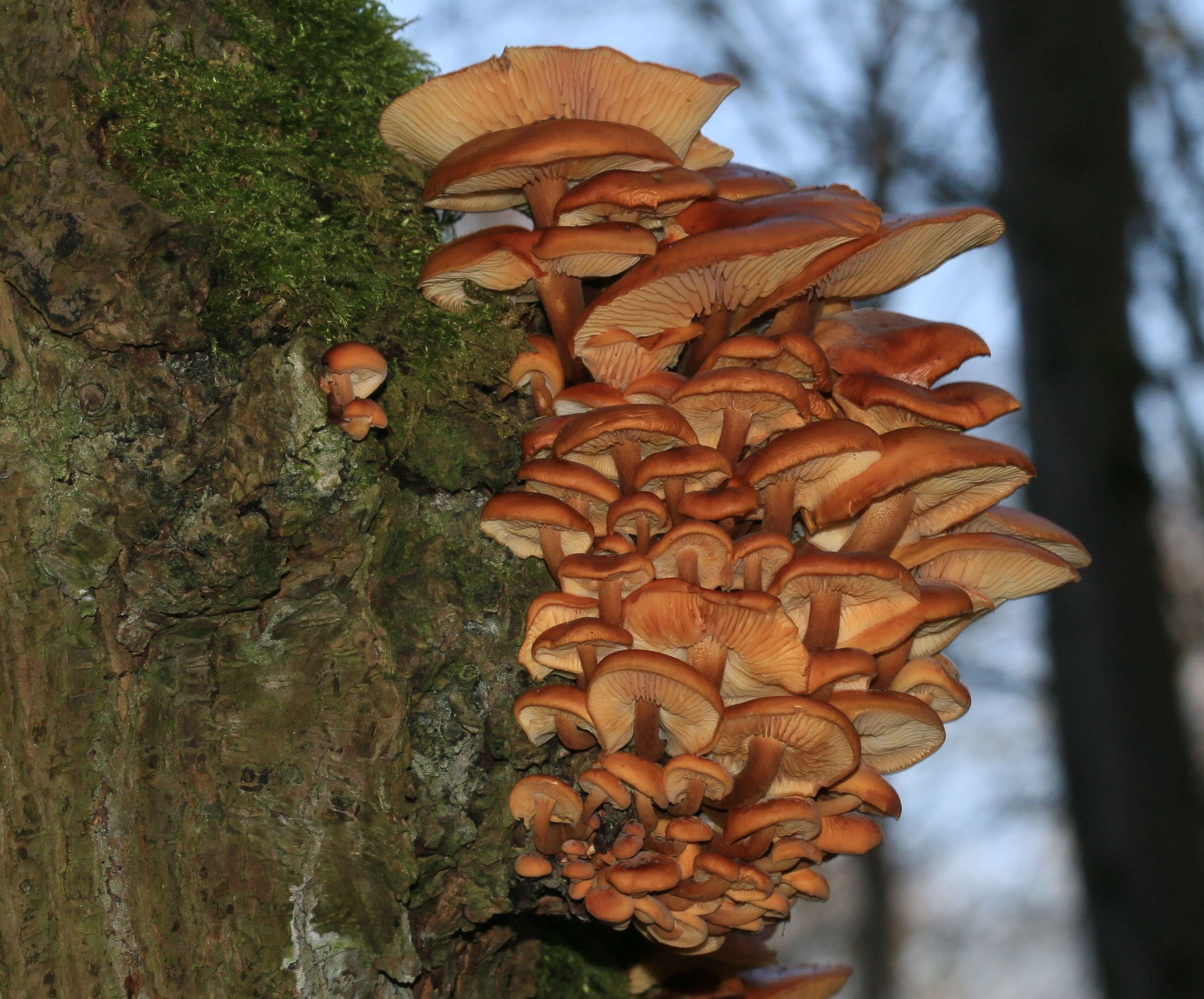 Plancia ëd Flammulina velutipes (Curtis) Singer 1951