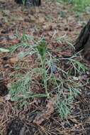 Image de Artemisia pubescens Ledeb.