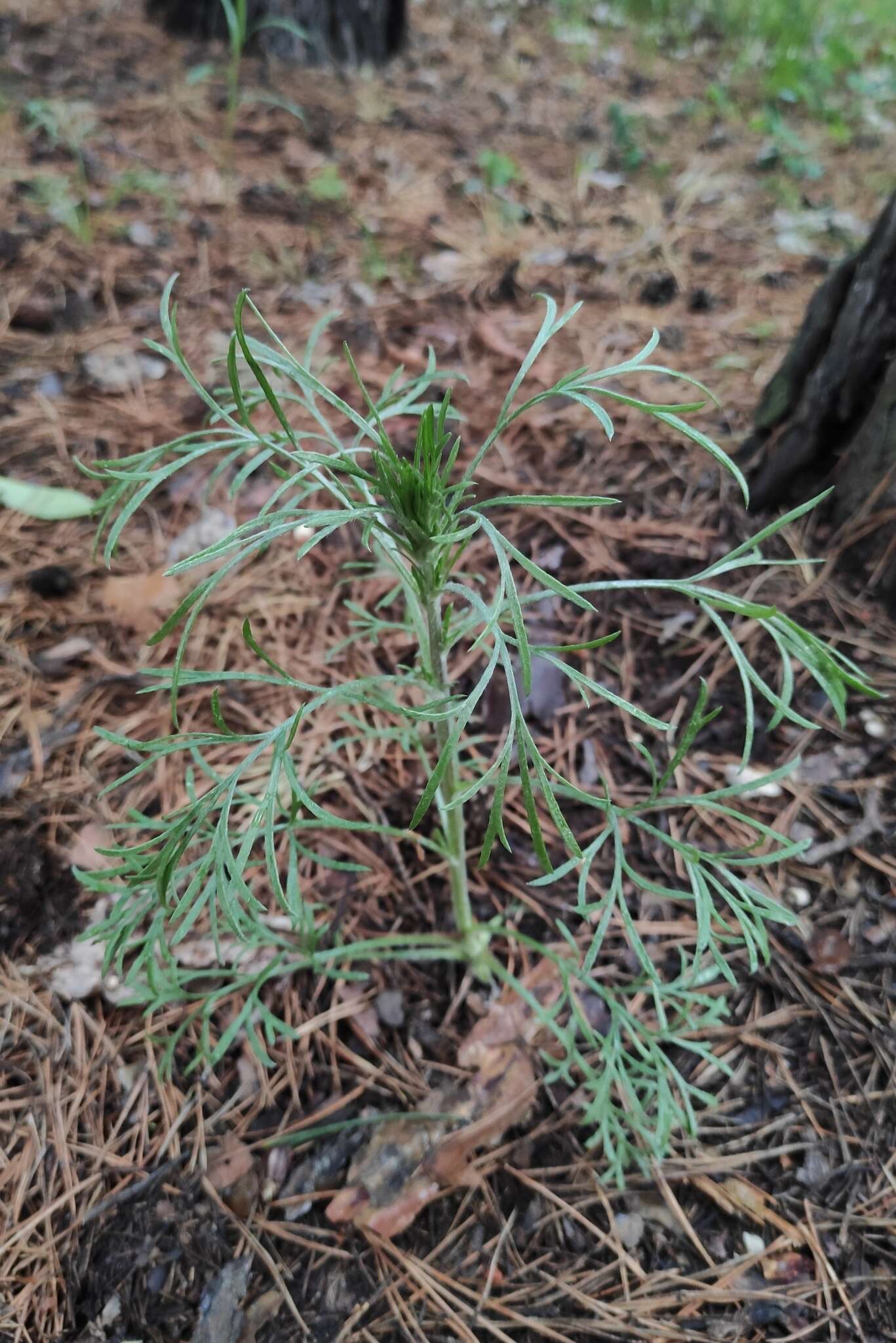 Image de Artemisia pubescens Ledeb.