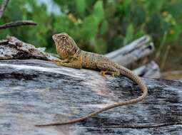 Image of Reticulate Collared Lizard