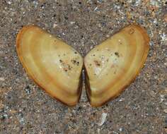 Image of Banded wedge shell