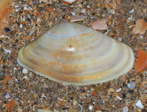 Image of Banded wedge shell