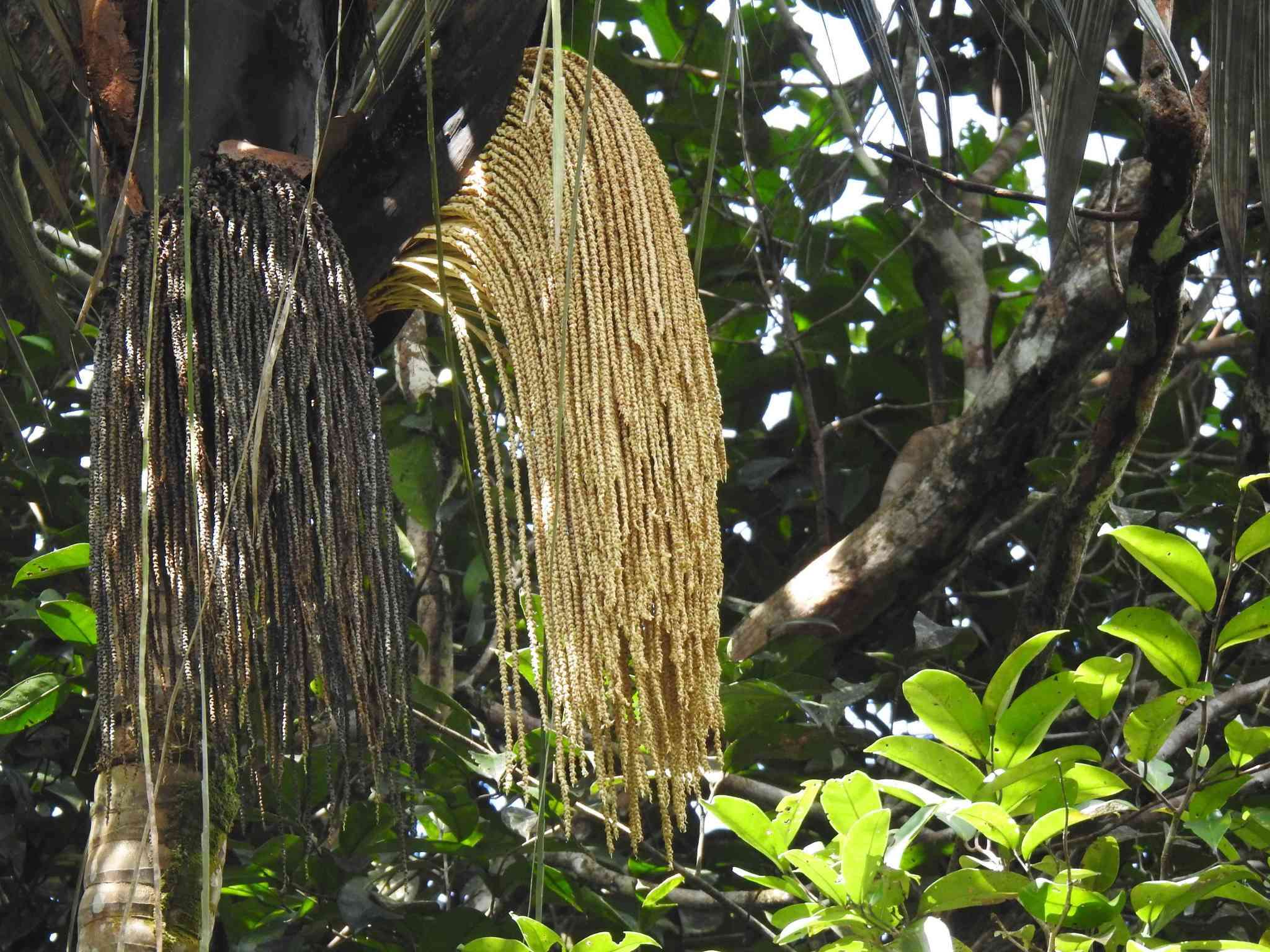 Image of Oenocarpus bataua Mart.