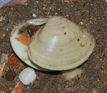 Image of surf clam