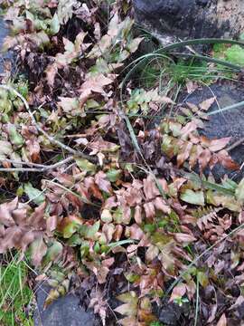 Image of Mexican fern