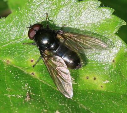 Image of <i>Cheilosia albitarsis</i>