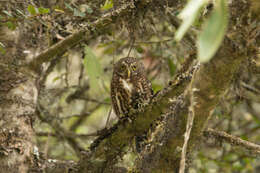 صورة Glaucidium bolivianum König & C 1991