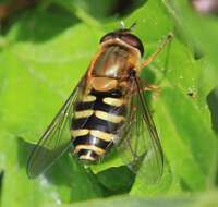 Plancia ëd Syrphus ribesii (Linnaeus 1758)