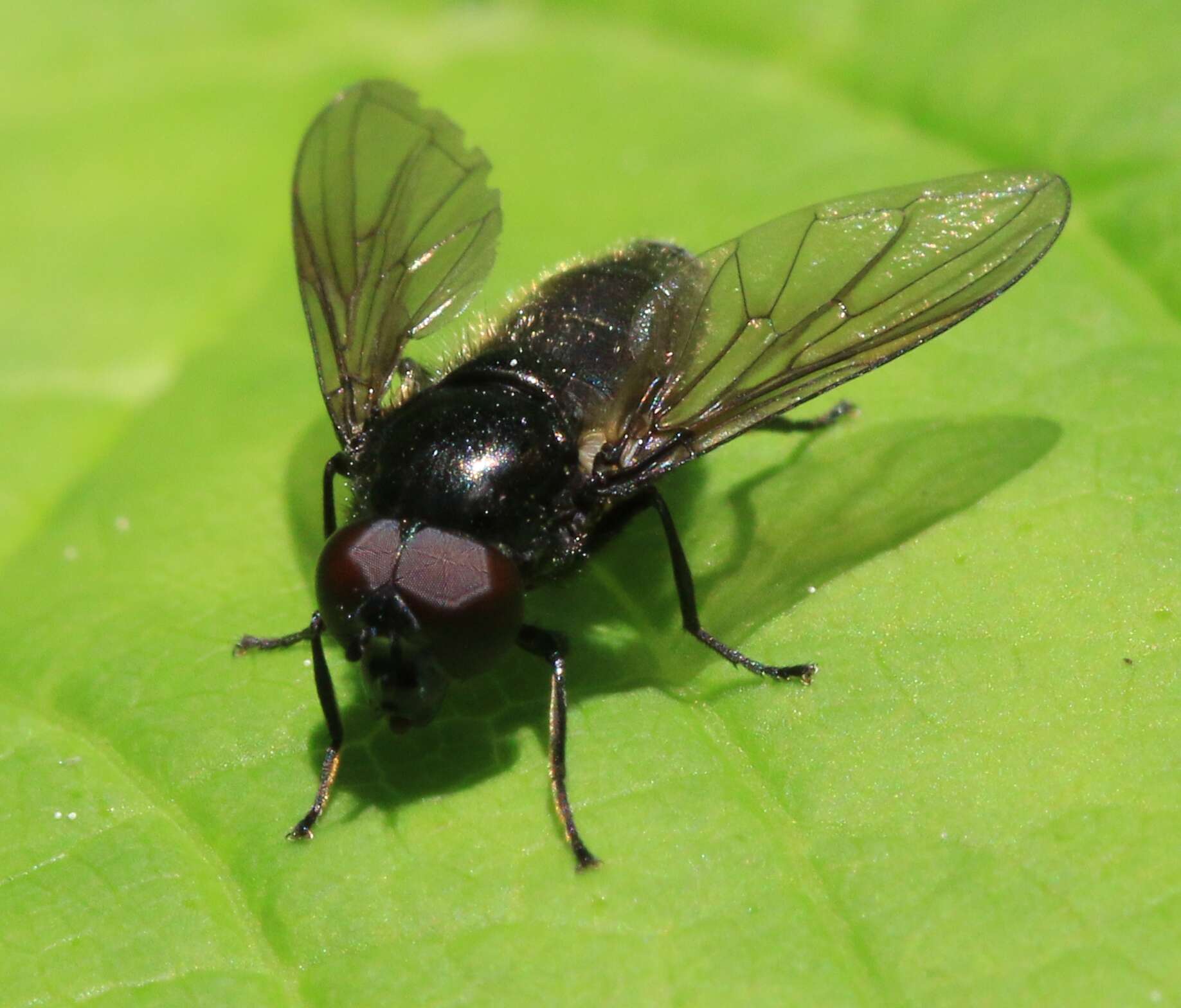 Image of Cheilosia vicina (Zetterstedt 1849)