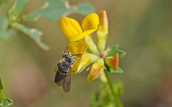 Image of Coelioxys afra Lepeletier 1841