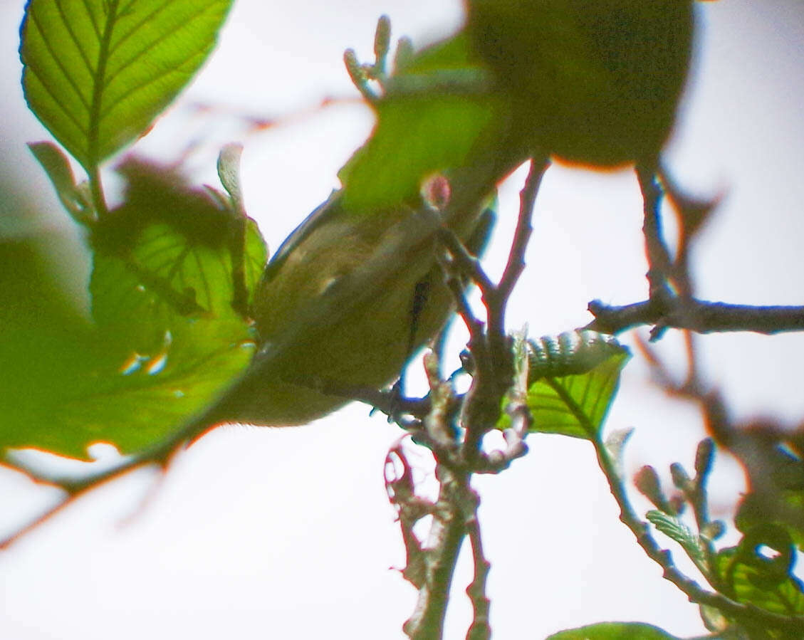 Plancia ëd Mecocerculus stictopterus (Sclater & PL 1859)