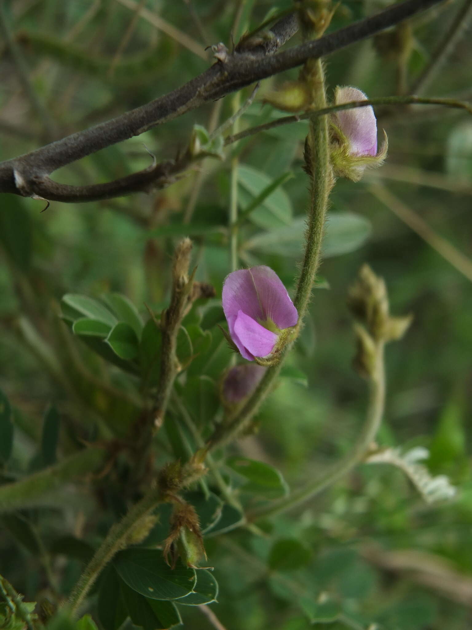 Tephrosia villosa (L.) Pers.的圖片