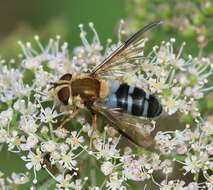 Leucozona glaucia (Linnaeus 1758) resmi