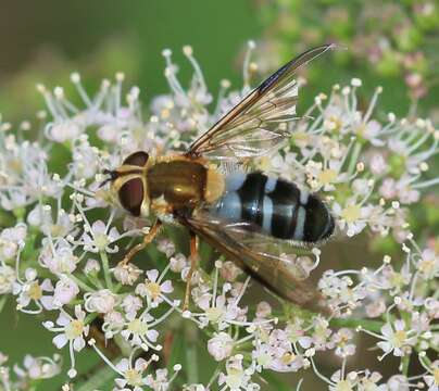 Image of Pale-saddled Leucozona