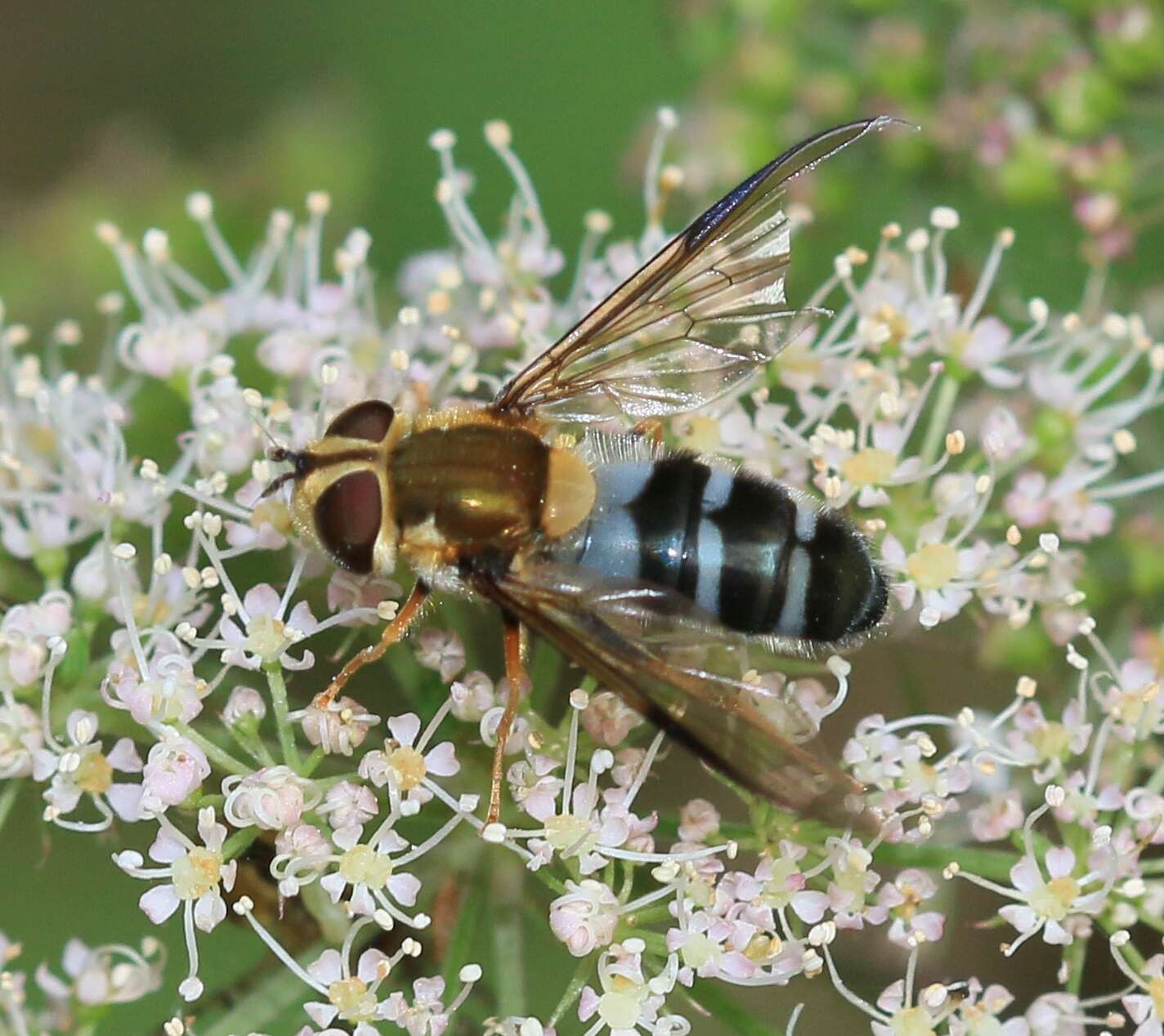 Image of Leucozona glaucia (Linnaeus 1758)