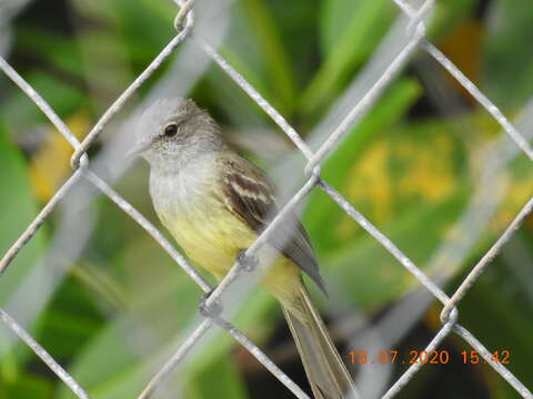 Image of Northern Scrub Flycatcher