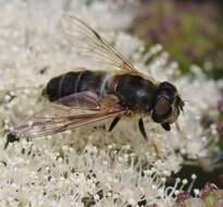 Image of Eristalis pertinax (Scopoli 1763)