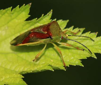 Image of Elasmostethus interstinctus (Linnaeus 1758)