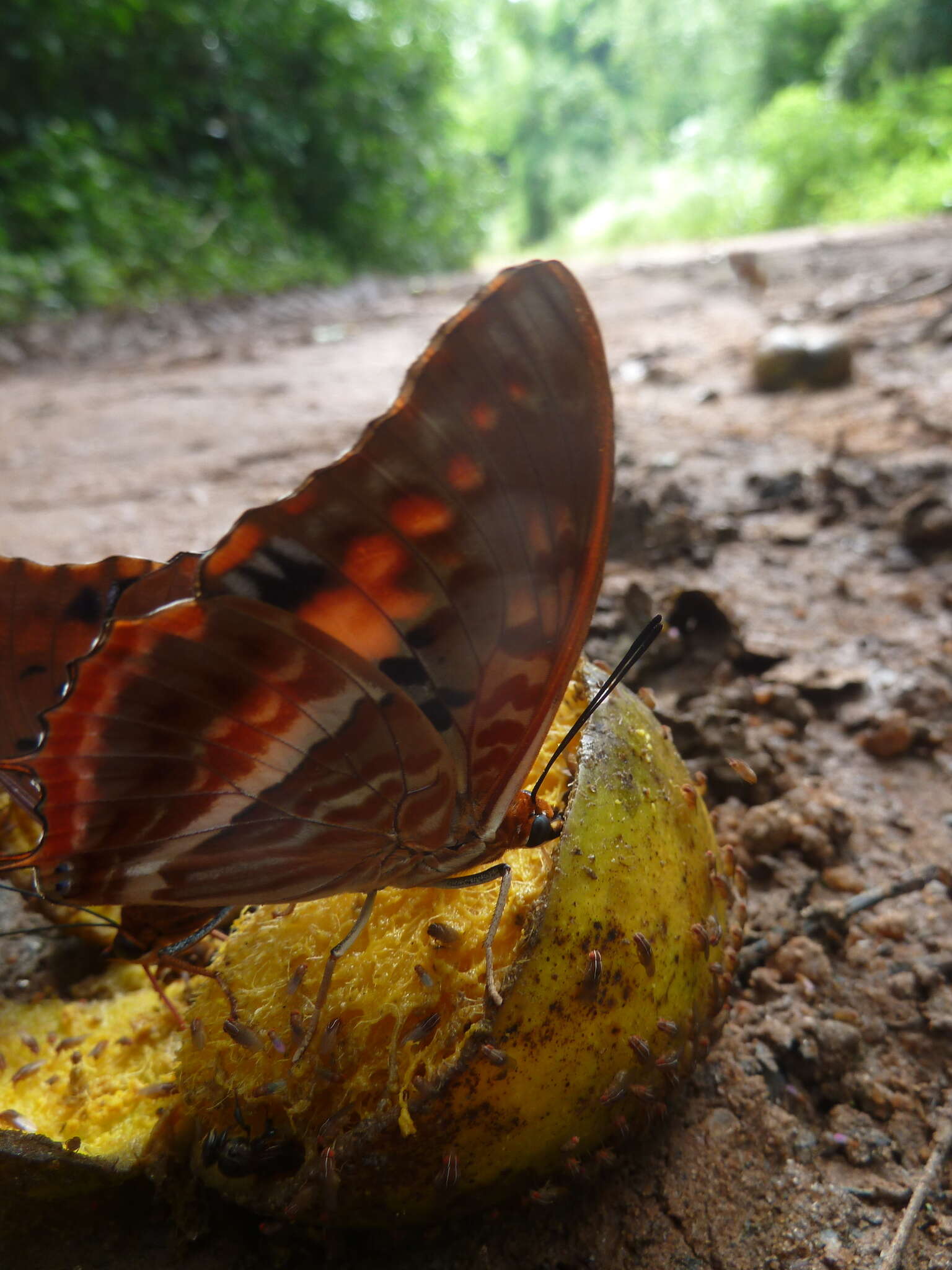 Charaxes cynthia Butler 1865 resmi