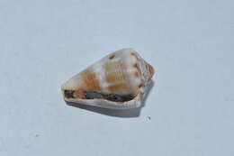 Image of Mouse Cone