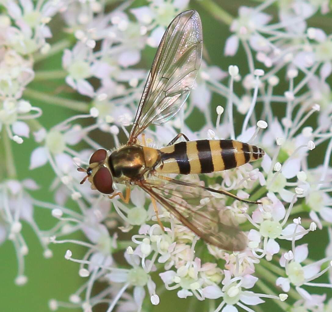 Image of Banded Meliscaeva