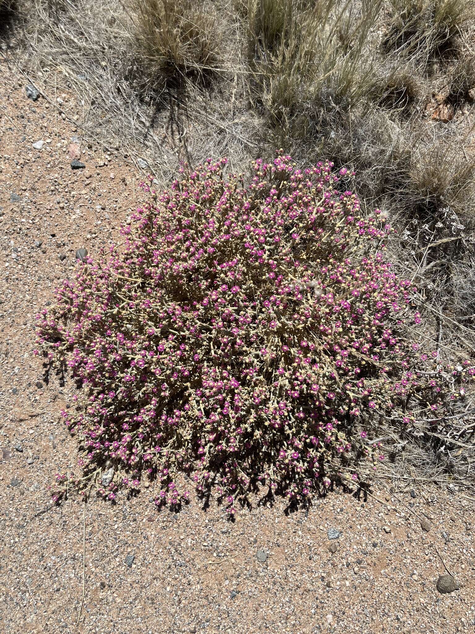 Imagem de Mesembryanthemum articulatum Thunb.