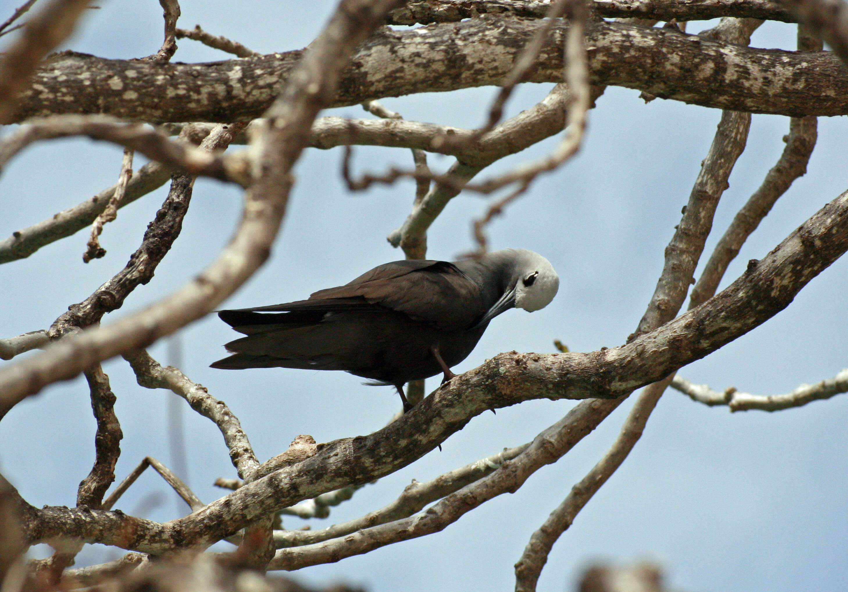 Anous tenuirostris (Temminck 1823) resmi