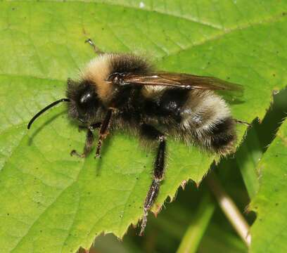 Image of Bombus sylvestris (Lepeletier 1832)