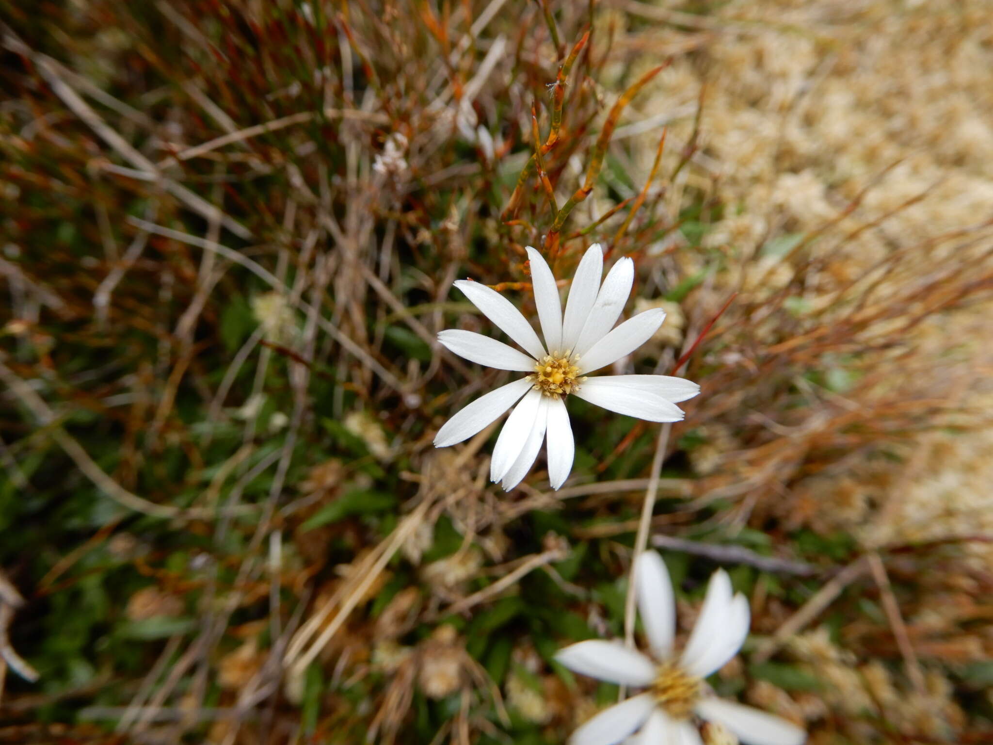 Image of Celmisia parva T. Kirk