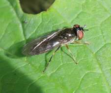 Image of <i>Platycheirus albimanus</i>