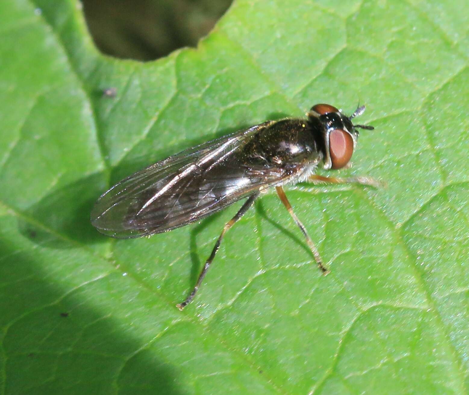 Image of <i>Platycheirus albimanus</i>