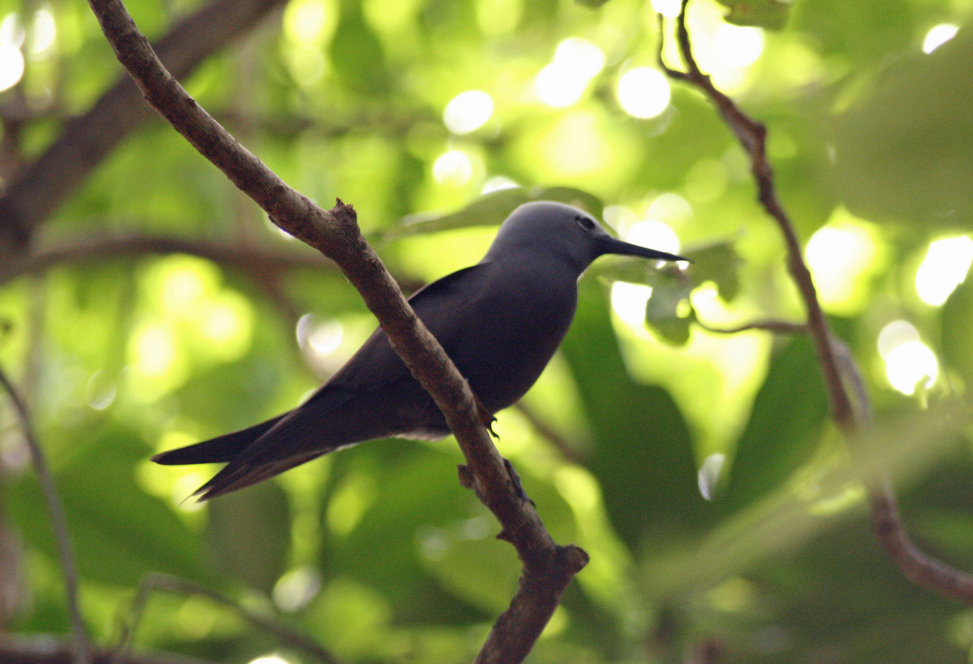 Anous tenuirostris (Temminck 1823) resmi