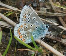 Image of common blue